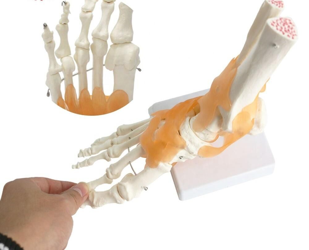 Omurga Ayak Maketi Model 29 - Görsel 3