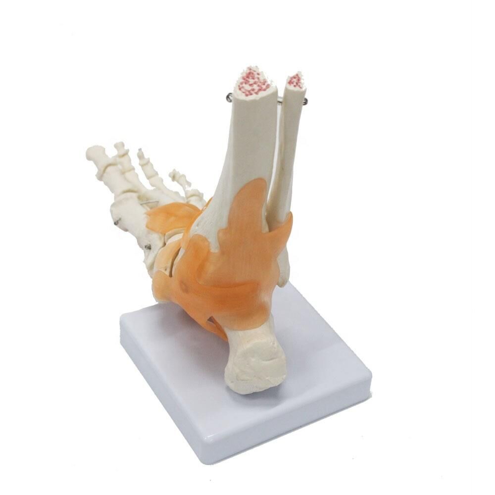 Omurga Ayak Maketi Model 29 - Görsel 2