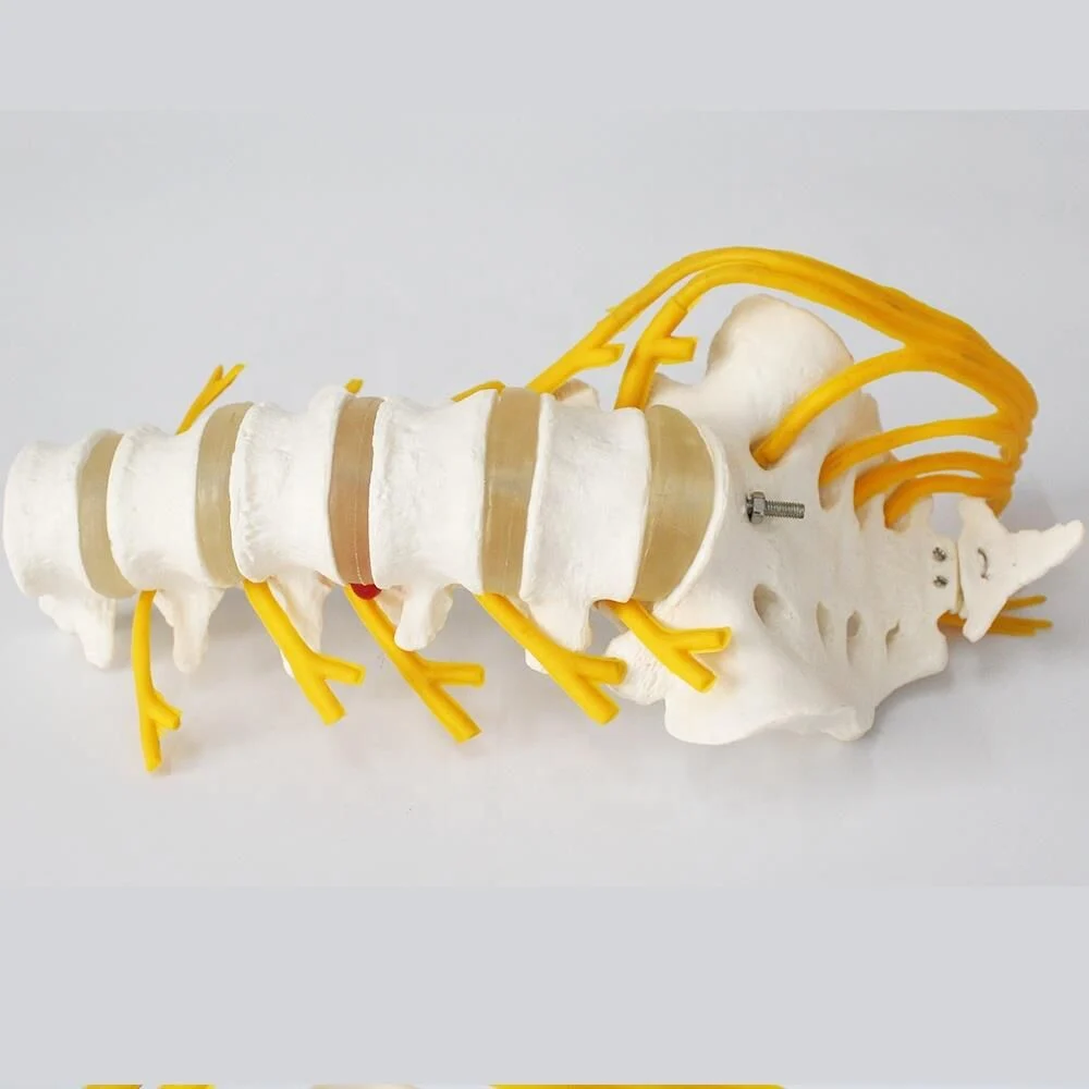 Omurga Bel Maketi Model 23 - Görsel 2