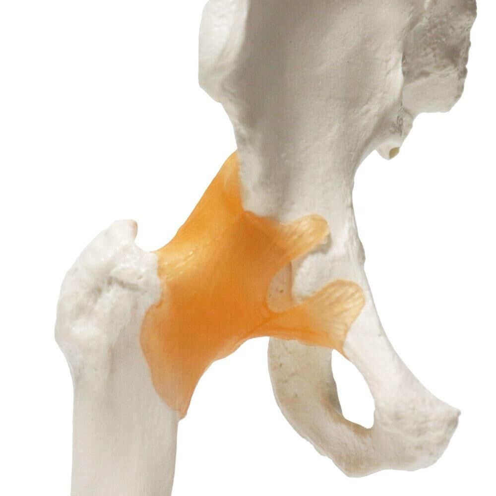 Omurga Kalça Maketi Model 28 - Görsel 2