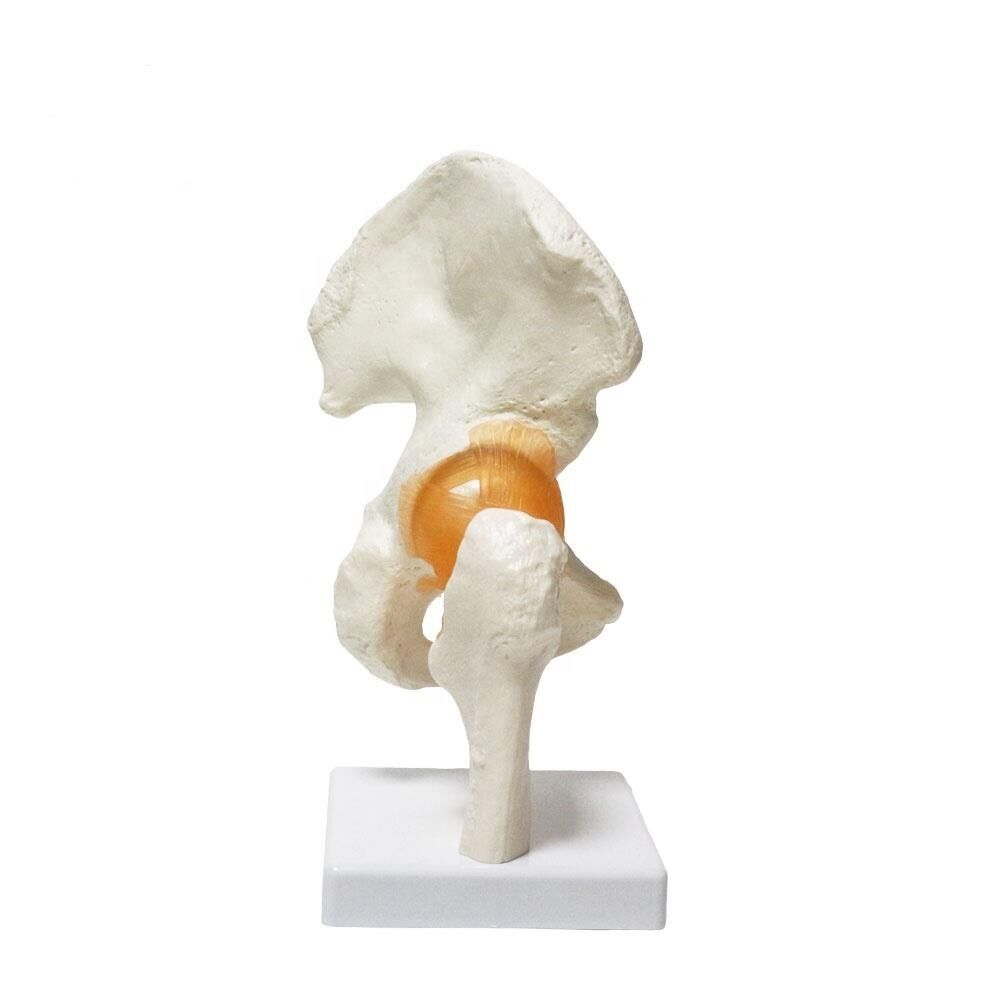 Omurga kalça maketi Model 28