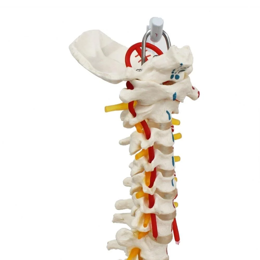 Omurga Maketi 85 cm Model 17 - Görsel 4