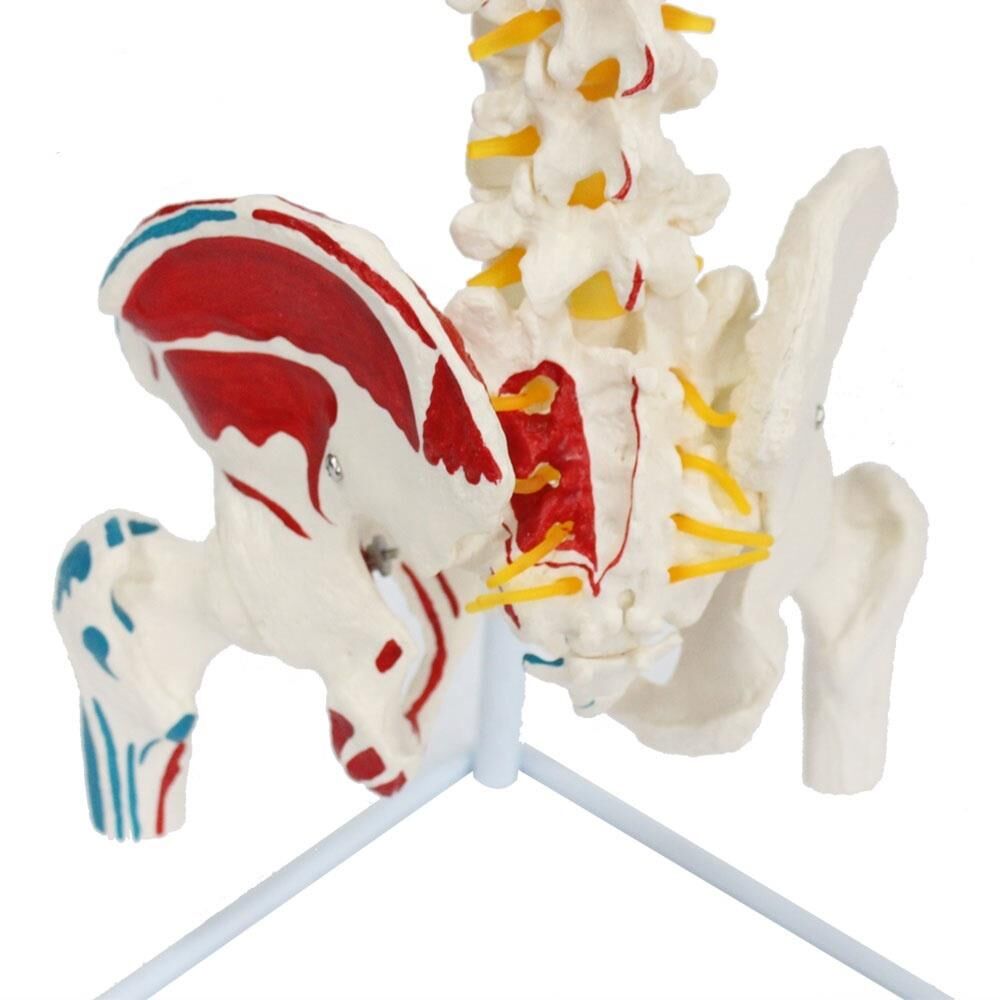 85 cm boyutunda anatomik omurga maketi model 17