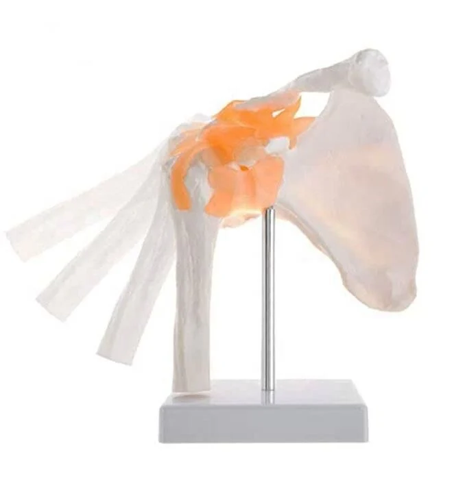 Omurga Omuz Maketi Model 30 - Görsel 5