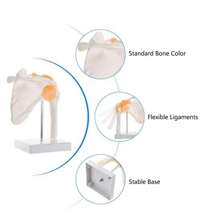 Omurga Omuz Maketi Model 30 - Görsel 4