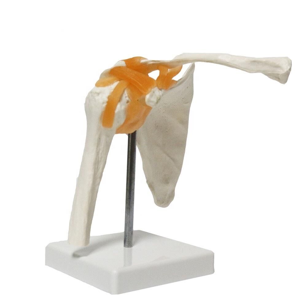 Omurga omuz maketi Model 30 (omuz eklemi)