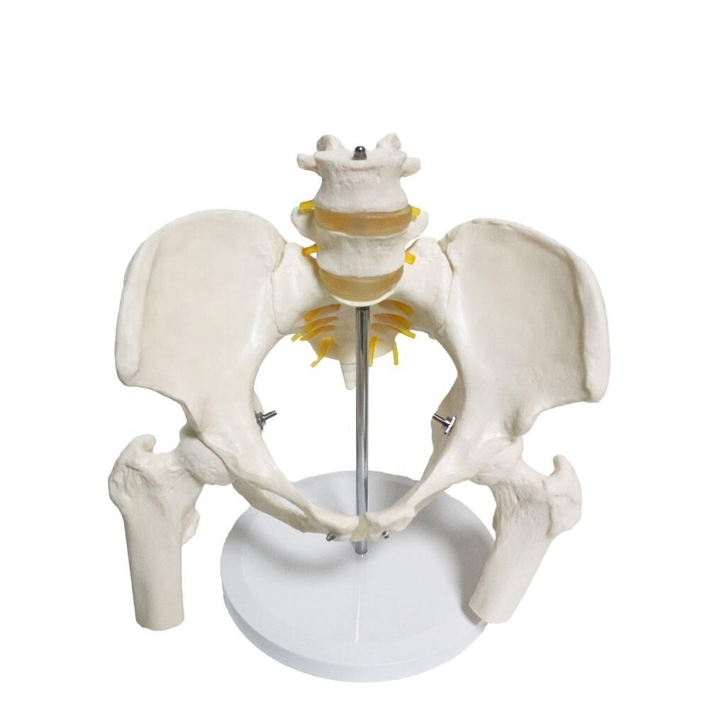 Omurga Pelvis Maketi Model 24 - Görsel 4