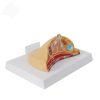 Göğüs maketi anatomik model