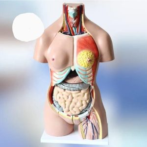 İnsan iç organ genel eğitim maketi Model 36