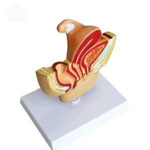 Kadın pelvik taban maketi Model 38