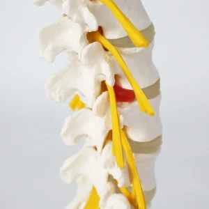 Omurga bel maketi Model 23 (lumbal vertebra)