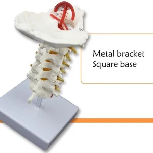 Omurga boyun maketi Model 21 (servikal vertebra)