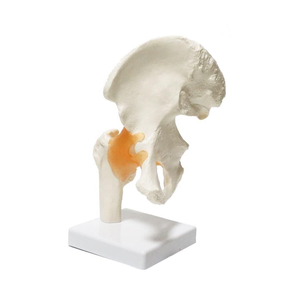 Omurga Kalça Maketi Model 28 - Görsel 3