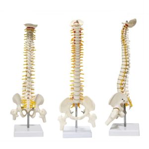 Omurga maketi 45 cm Model 13
