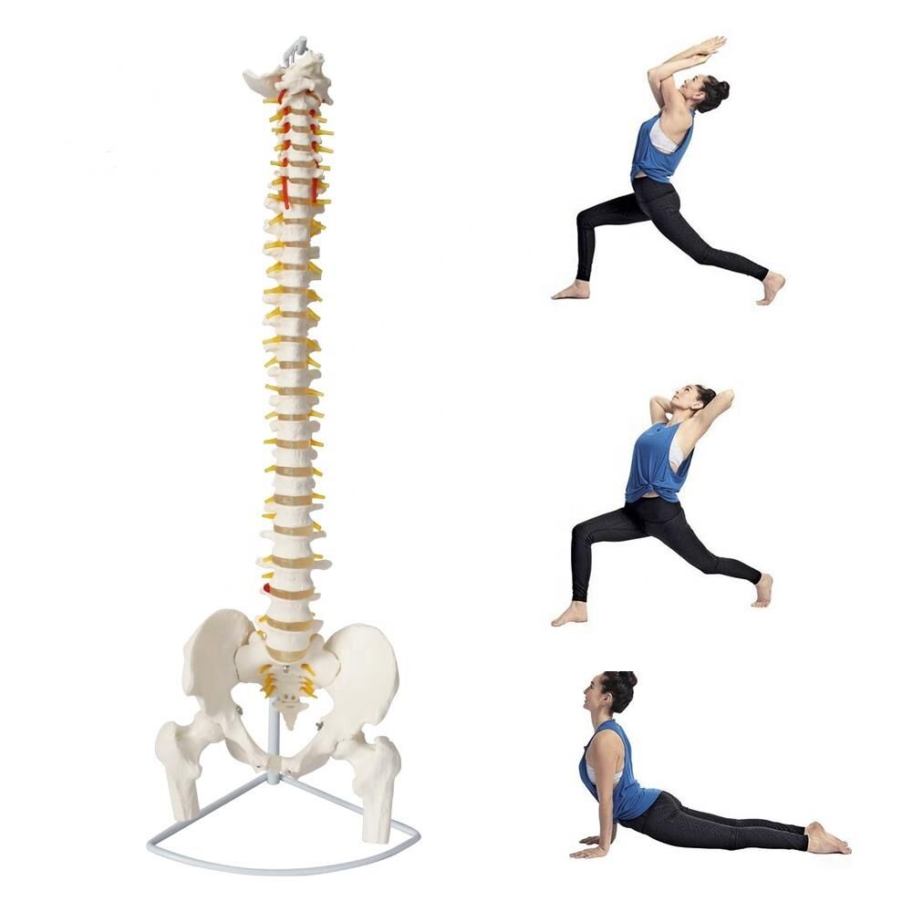 Omurga Maketi 85 cm model 16 - Görsel 4