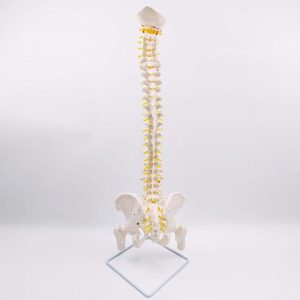 Omurga maketi 85 cm Model 16
