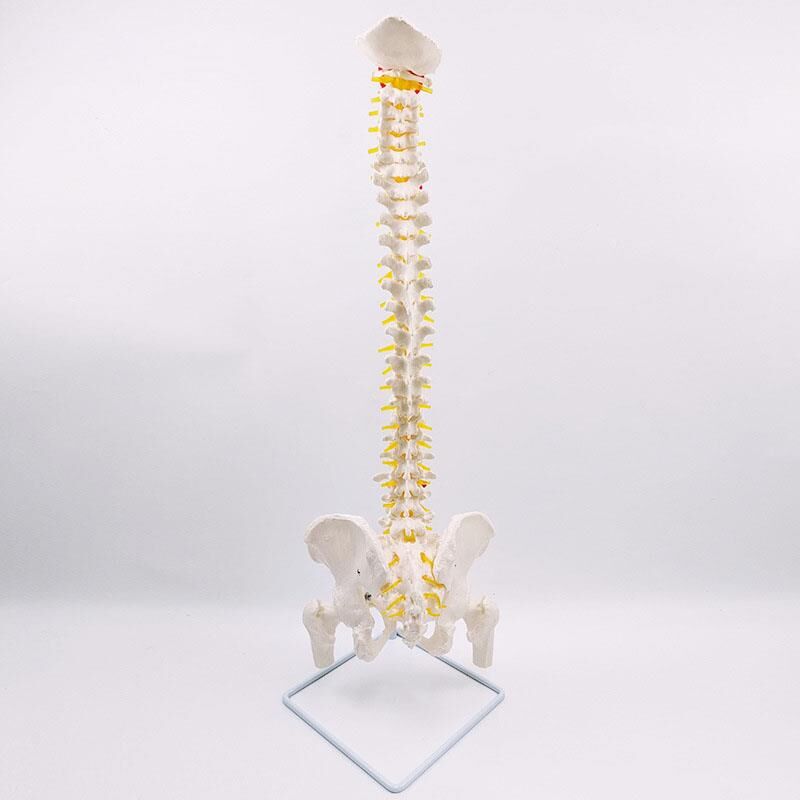 Omurga maketi 85 cm Model 16