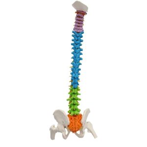 Omurga maketi 85 cm Model 19