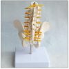 Omurga pelvis maketi Model 25