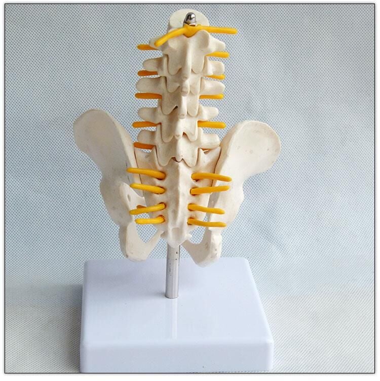 Omurga pelvis maketi Model 25