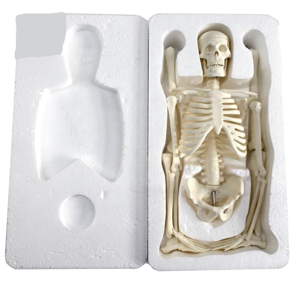 Tam iskelet maketi 85 cm Model 5