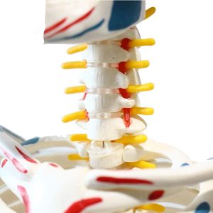 Tam iskelet 85 cm Model 8