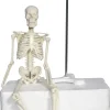 45 cm boyutunda anatomik tam iskelet maketi model 4